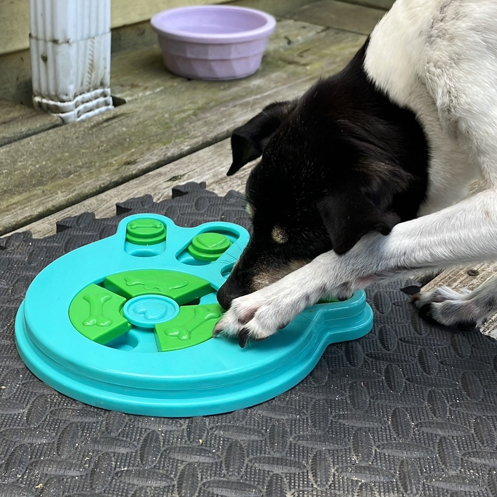 Dog Puzzle Paw Print Pet Toy, Hide & Seek the Treats Game, Puppy Cat Guinea Pig - Picture 9 of 16
